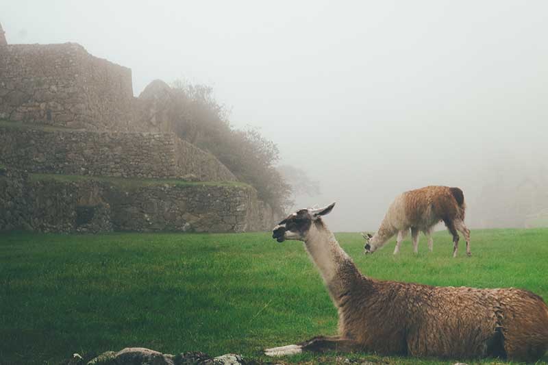 Llama descansando en la niebla